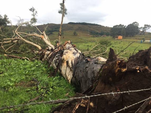 Casas foram destelhadas e árvores caíram em rodovias