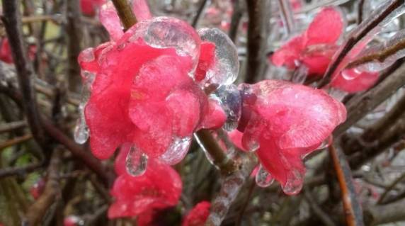 Cidade de SC registra a temperatura mais baixa do ano no país - foto 3
