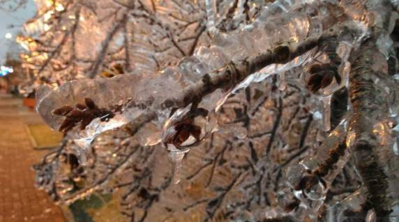 Cidade de SC registra a temperatura mais baixa do ano no país - foto 4