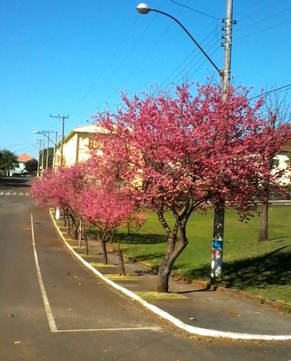 Prefeitura de SJI Investe em embelezamento do Município - foto 2