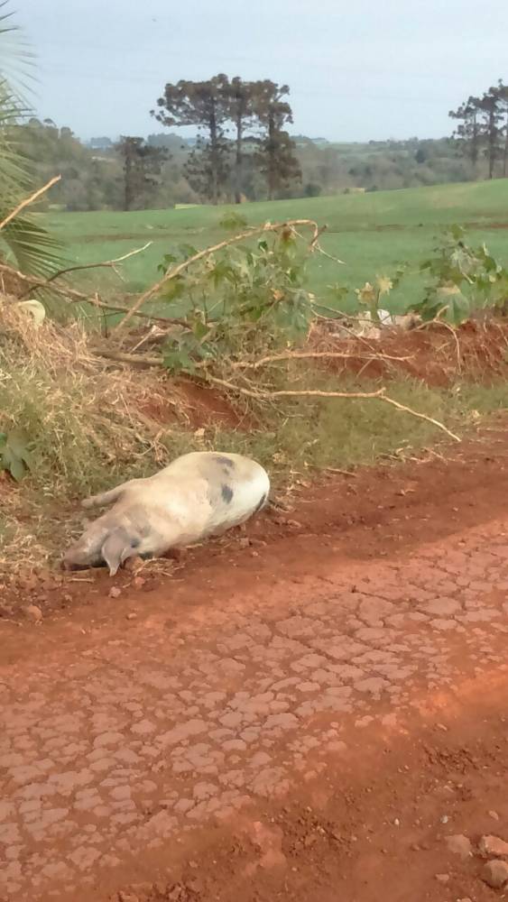 Moradores de Esquina Jost reclamam de
descarte de animais mortos - foto 3