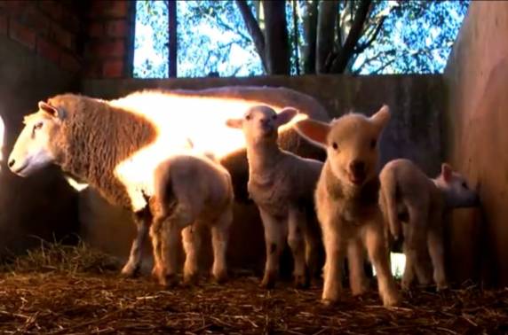 Criador diz compartilhou vídeo nas redes sociais após se surpreender com os quatro filhotes. Veterinário explica que casos são 

raros