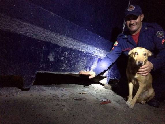 Mostarda é mascote dos funcionários de uma empresa de Itapoá; ele ficou 

preso em espaço de 10 centímetros de altura