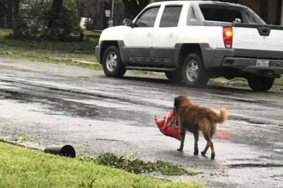 Harvey enfraqueceu 

e se transformou em tempestade tropical, deixando pelo menos cinco mortos e dezenas de feridos