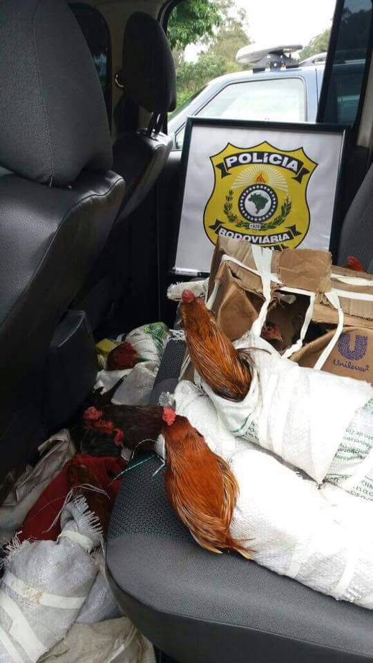 Um total de 17 galos e acessórios utilizados para rinha foram apreendidos 

em uma camioneta argentina na manhã desta sexta-feira em Santiago