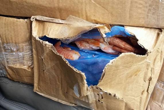 PRF flagra 600kg de camarão contrabandeado na BR 101 em Barra Velha - foto 2