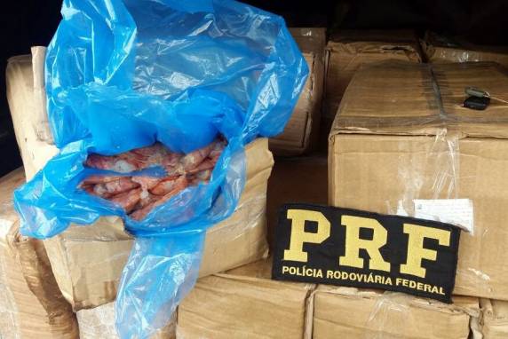 PRF flagra 600kg de camarão contrabandeado na BR 101 em Barra Velha - foto 3