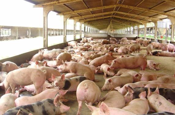 A liberação da importação foi anunciada nesta sexta-feira (29) 

pela Associação Brasileira de Proteína Animal