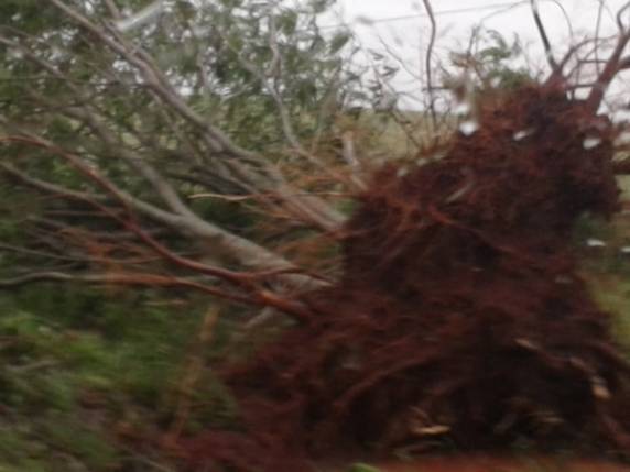 Bossoroca tem 

casas destelhadas, e árvores caídas em virtude do temporal - foto 3