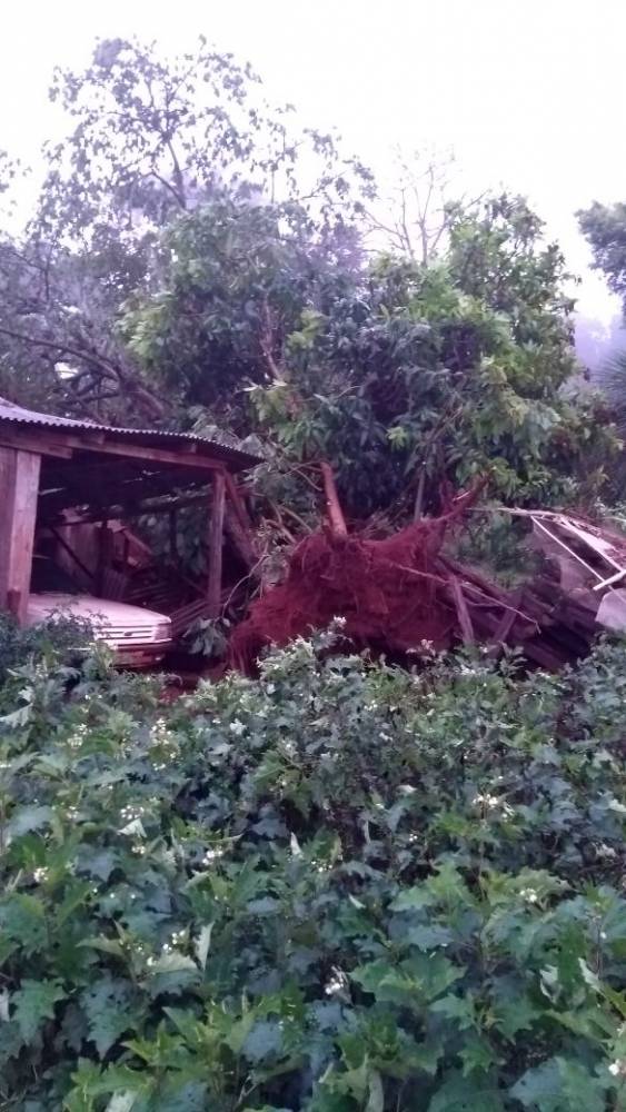 Rajada de veto derruba árvore de grande porte sobre um galpão, em Manchinha - foto 3