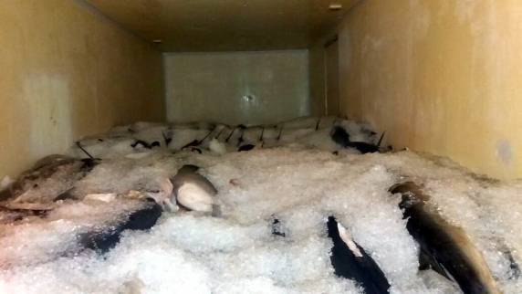 Ação conjunta PRF e Ibama apreende pescado sem
comprovação de origem na BR 101 em Barra Velha - foto 2