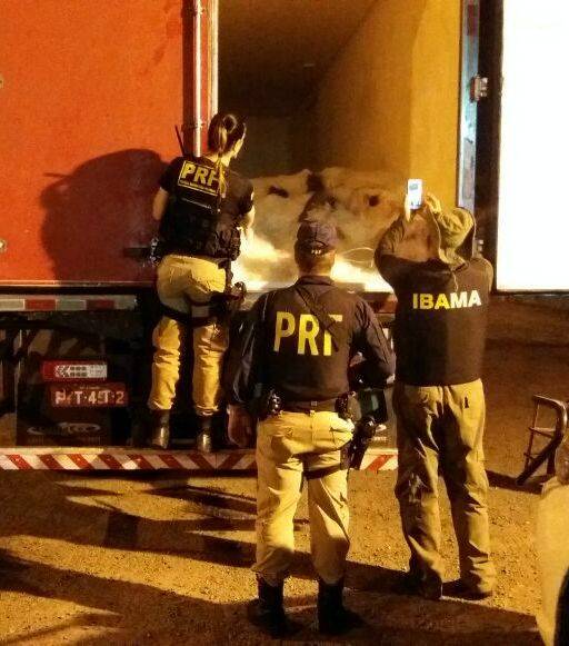 Ação conjunta PRF e Ibama apreende pescado sem
comprovação de origem na BR 101 em Barra Velha - foto 3