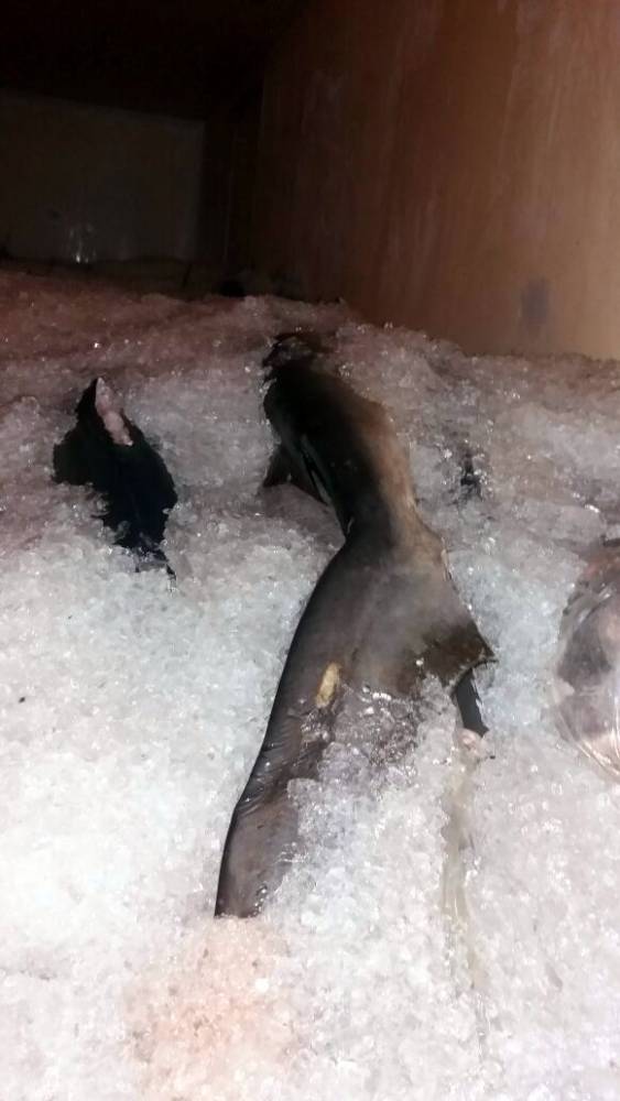 Ação conjunta PRF e Ibama apreende pescado sem
comprovação de origem na BR 101 em Barra Velha - foto 4