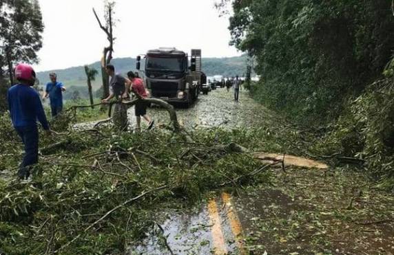 Fenômenos provocaram destelhamentos e quedas de árvores