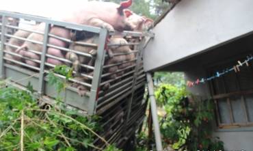 Caminhão de Cerro Largo carregado de suínos invade casa em Antônio Prado - foto 3