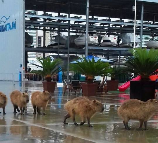 Na chuva, animais caminharam entre lanchas