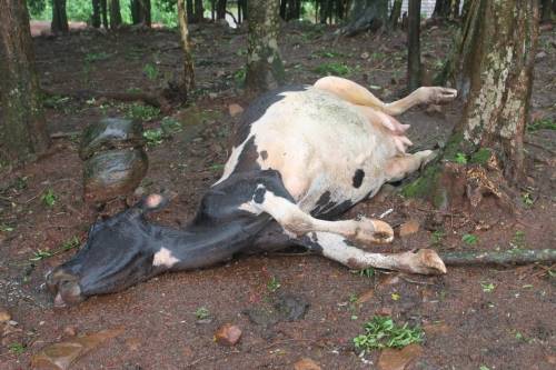 Em Linha Doze vaca morreu atingida por 

raio