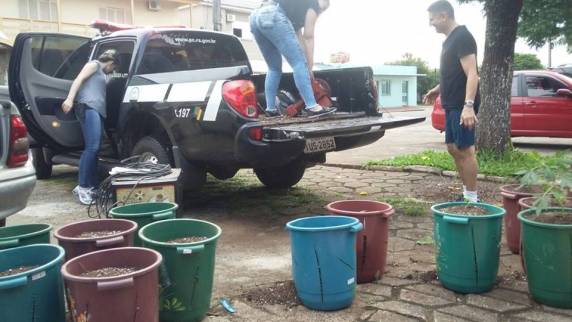 Mais de 100 pés de maconha são apreendidos em Cruz Alta - foto 2