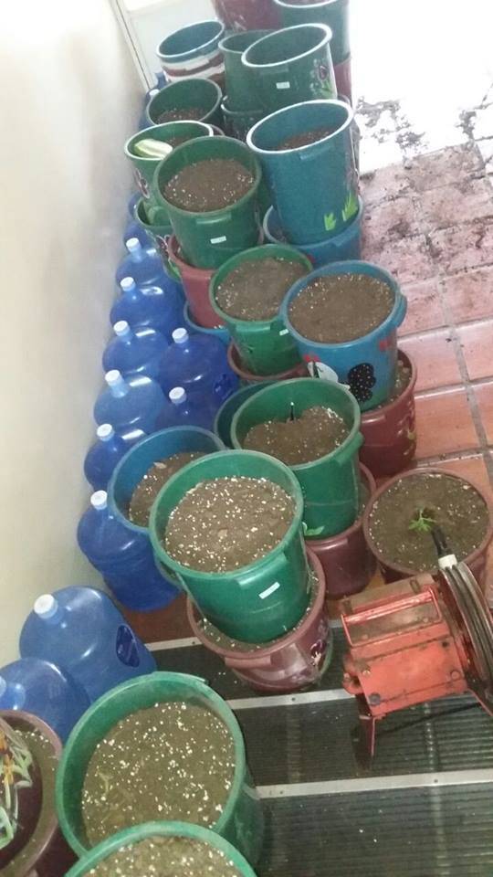 Mais de 100 pés de maconha são apreendidos em Cruz Alta - foto 5
