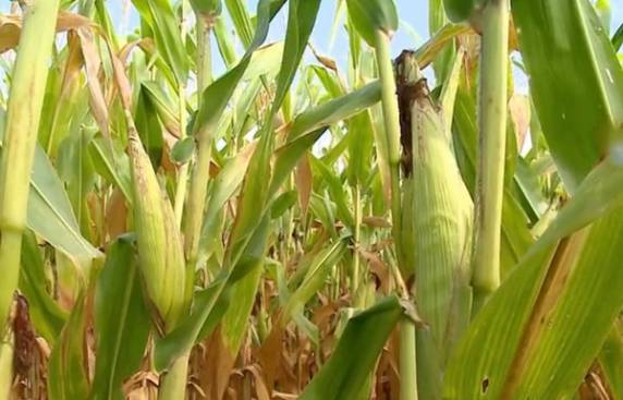 Estimativa de entidade é de que as perdas cheguem a 15%. Agricultores transformam 

lavoura em alimento para o gado