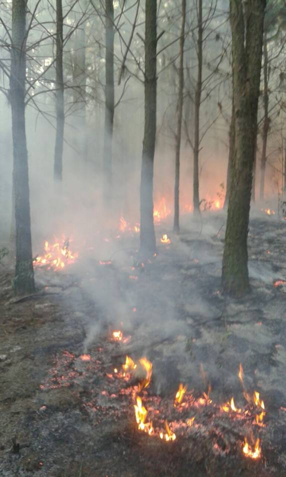 Bombeiros combatem incêndio em área de plantação de pinus no in terior de Boa Vista do Buricá - foto 3