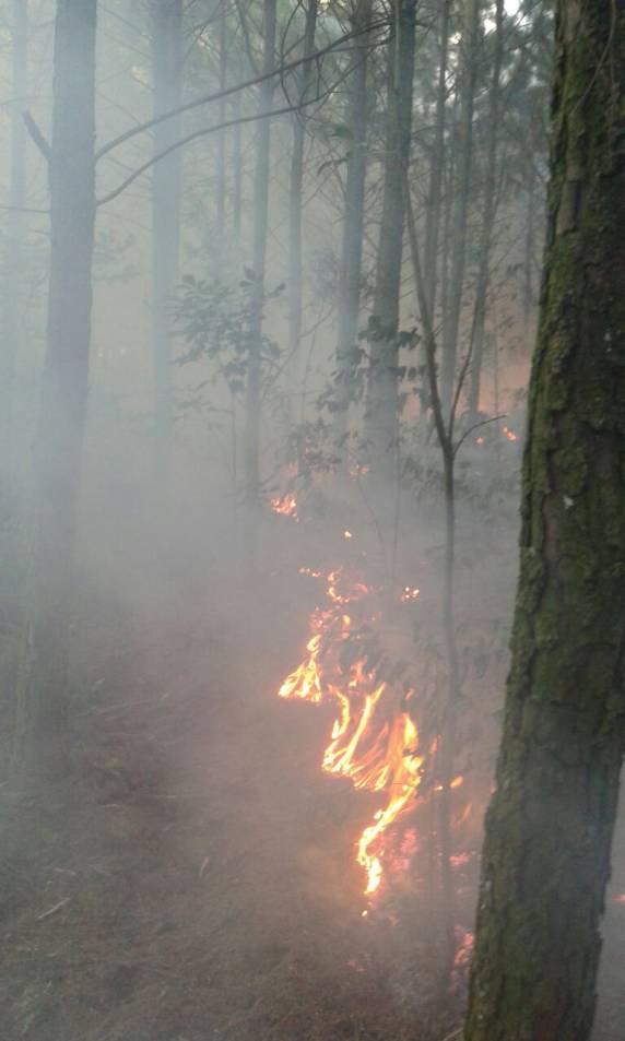 Bombeiros combatem incêndio em área de plantação de pinus no in terior de Boa Vista do Buricá - foto 2