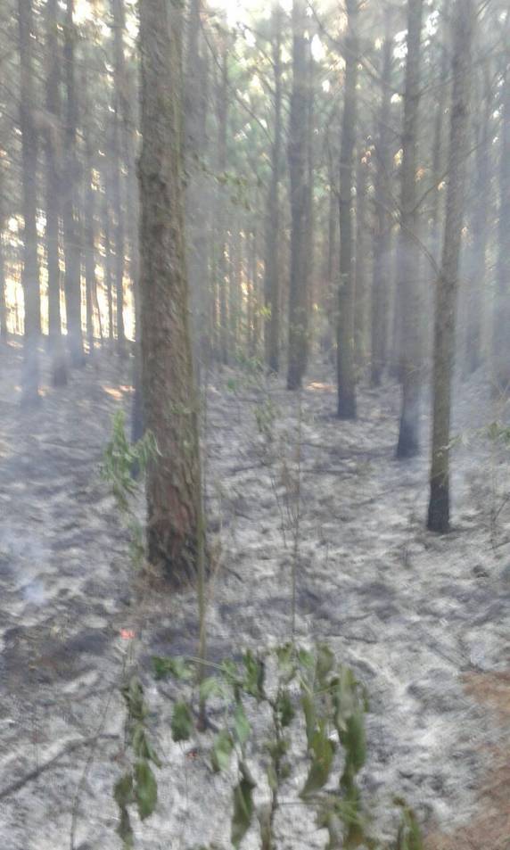 Bombeiros combatem incêndio em área de plantação de pinus no in terior de Boa Vista do Buricá - foto 4