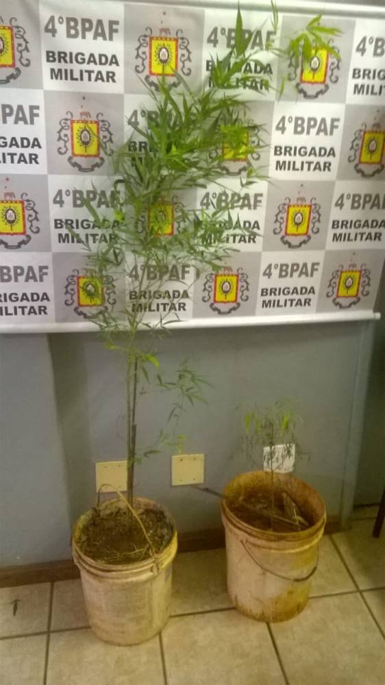 Brigada Militar localiza plantação de maconha em um mato no interior de Tuparendi - foto 2