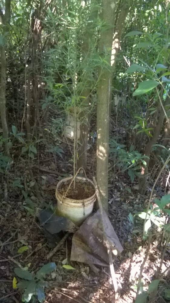 Brigada Militar localiza plantação de maconha em um mato no interior de Tuparendi - foto 3