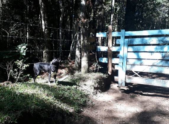 Animal chamou a atenção do policial aposentado Edi Paulo Dalbosco, morador da região. Ele levou comida e água para o animal, e espera que neste final de semana, os donos voltem