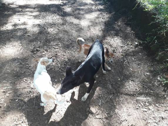 Animal chamou a atenção do policial aposentado Edi Paulo Dalbosco, morador da região. Ele levou comida e água para o animal, e espera que neste final de semana, os donos voltem