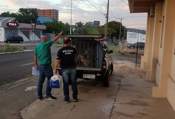De acordo com a delegada Ana Tarouco, homem de 26 anos confessou que 

estrangulou a criança. Investigação prossegue para apurar se houve omissão por parte da mãe