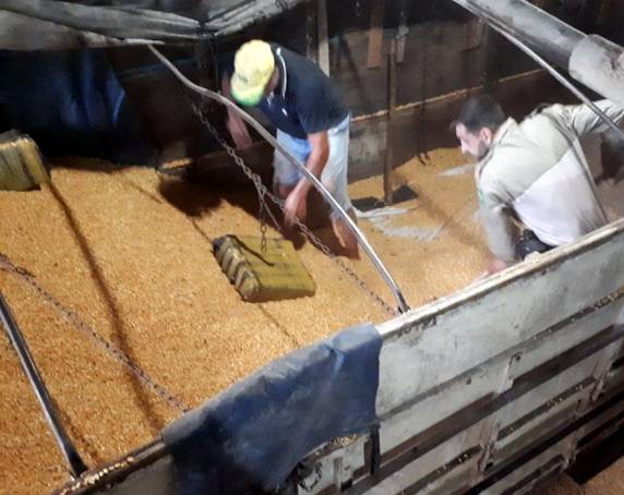 PRF apreende quase uma tonelada de maconha em meio a carga de milho na BR 163 em Guaraciaba - foto 5