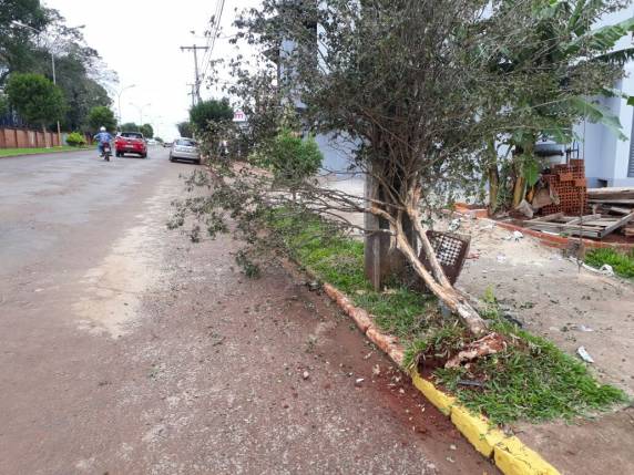 Motorista
perde o controle da direção e bate veículo contra árvore e lixeira, em Três de Maio - foto 2