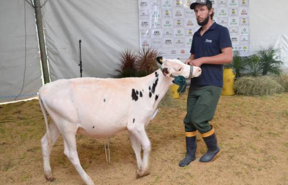 Setrem conquista nove prêmios no Julgamento do
Gado Leiteiro - foto 3