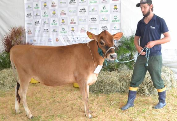 Setrem conquista nove prêmios no Julgamento do
Gado Leiteiro - foto 2