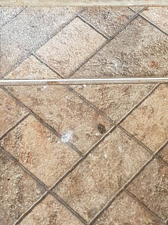 Suspeito é preso após disparar com arma de fogo contra o prédio do Grupo Rodoviário, em Santa Rosa - foto 5