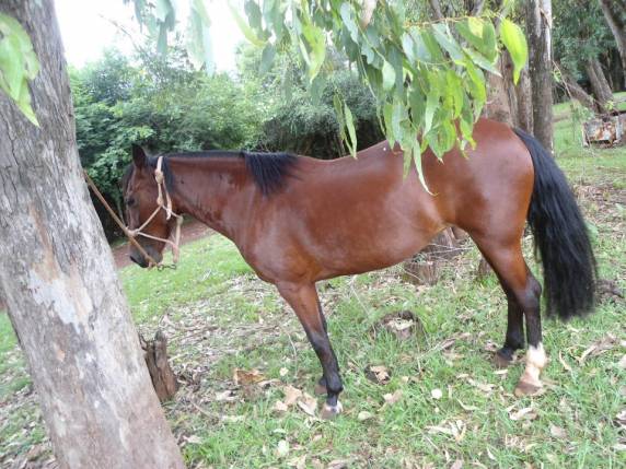 Homem encontra cavalo morto a facadas na cocheira, em Três
de Maio - foto 2