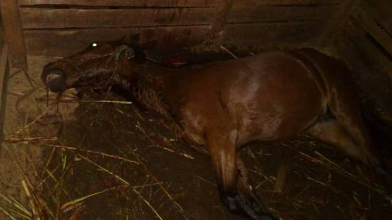 Homem encontra cavalo morto a facadas na cocheira, em Três
de Maio - foto 3
