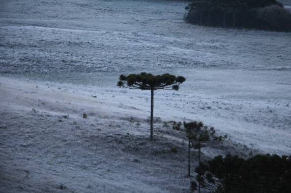 SC registra geada e temperaturas negativas; Bom
Jardim da Serra marca mínima de -3,9°C - foto 5
