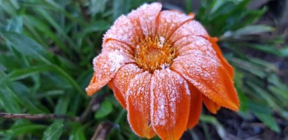 SC registra geada e temperaturas negativas; Bom
Jardim da Serra marca mínima de -3,9°C - foto 3