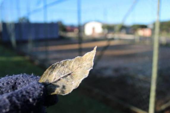 Santa Catarina registra
geada e temperaturas negativas na madrugada deste domingo - foto 3