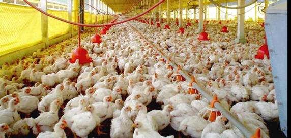 Presidente da Associação Gaúcha de Avicultura (Asgav) afirma que as perdas com a paralisação dos caminhoneiros chegarão aos consumidores, 

mas tamanho do repasse não está definido