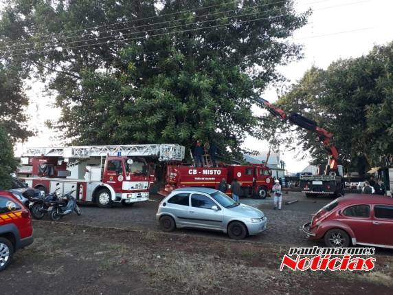 VÍDEO: bombeiros resgatam mulher que subiu em árvore em
Três de Maio - foto 3