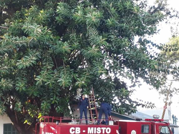 VÍDEO: bombeiros resgatam mulher que subiu em árvore em
Três de Maio - foto 5