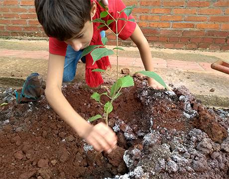 Prefeitura realiza plantio
de 300 mudas - foto 3