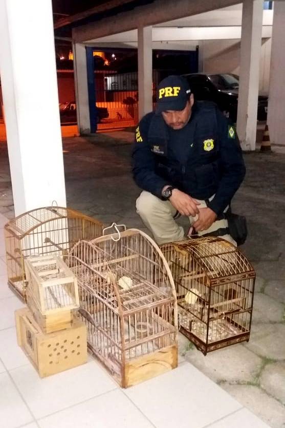 PRF encontra
pássaros silvestres no porta-malas de carro na BR 282 em Rancho Queimado - foto 3