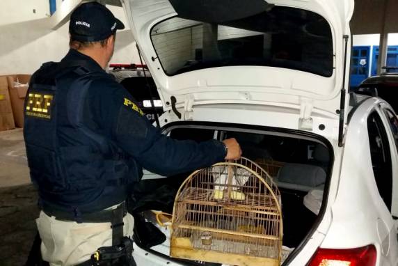 PRF encontra
pássaros silvestres no porta-malas de carro na BR 282 em Rancho Queimado - foto 2