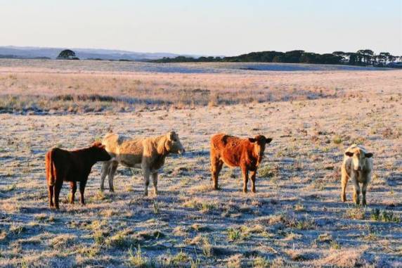 Os termômetros registraram -2,7°C em São José dos Ausentes e -1,8°C em Vacaria