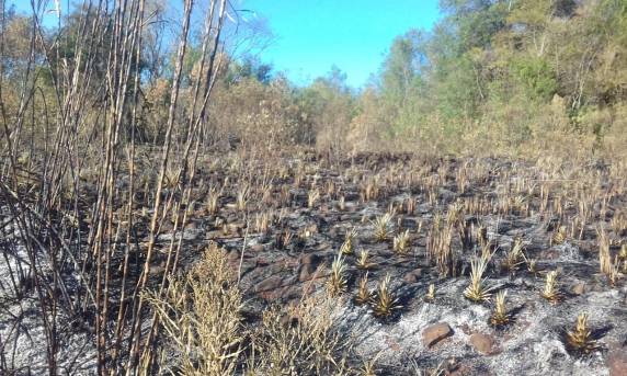 Propriedade rural é alvo de incêndio criminoso no
interior de Independência - foto 3